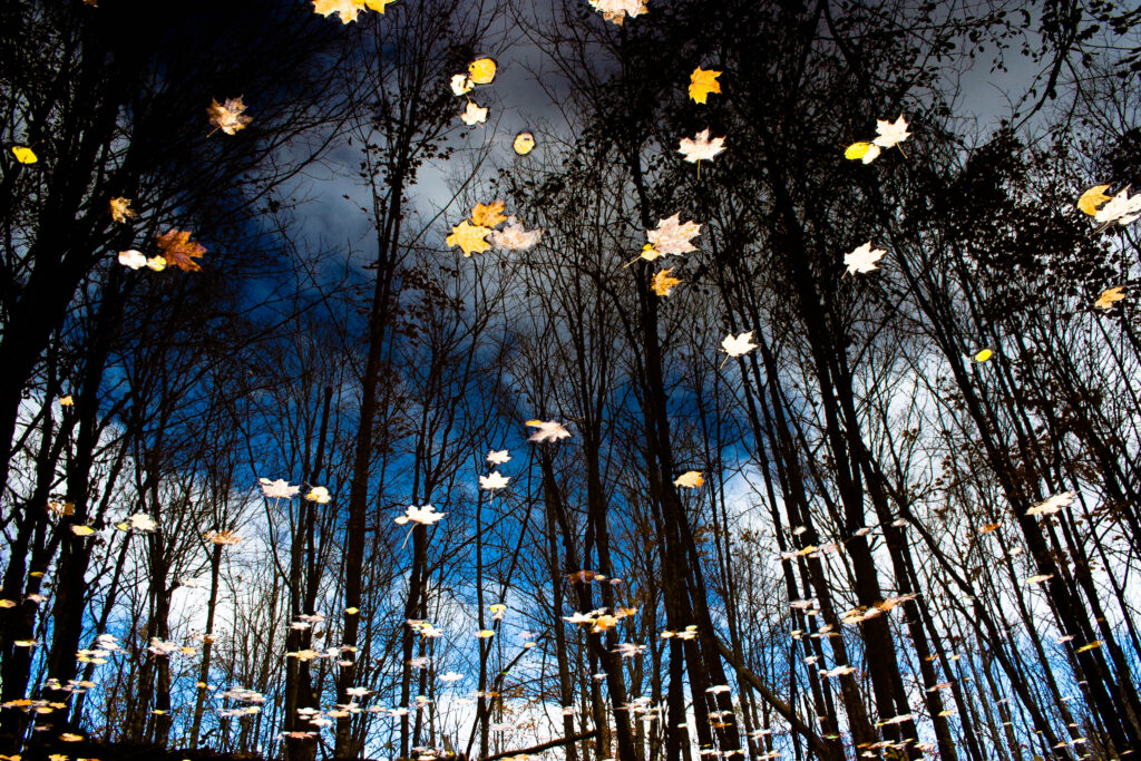 bluetreereflect-3.jpg